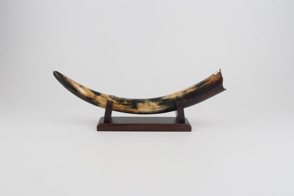 Restored mammoth tusk