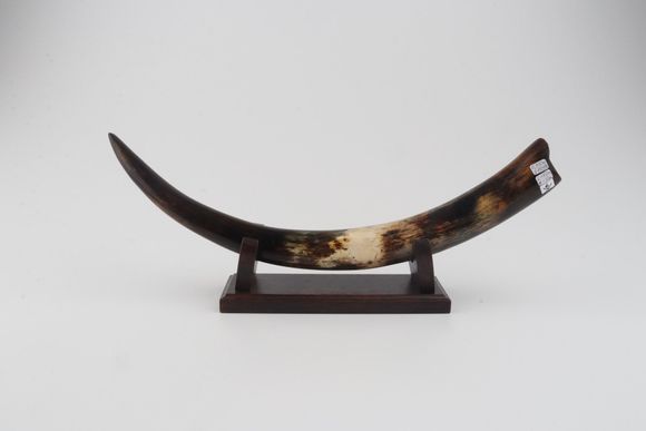 Restored woolly mammoth tusk