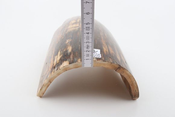 Brown mammoth bark
