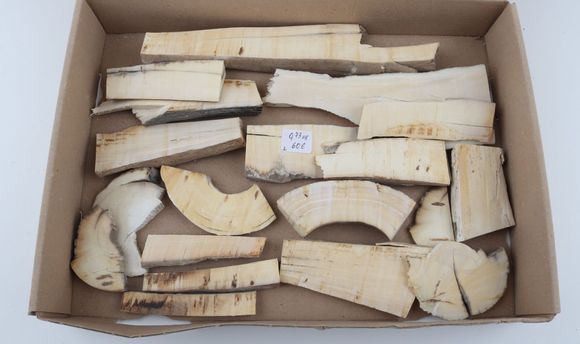 Raw mammoth ivory segments