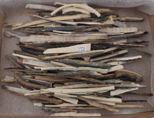 Raw mammoth ivory offcuts