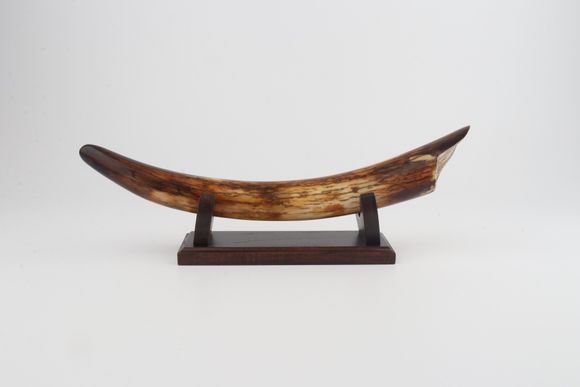Restored mammoth tusk tip