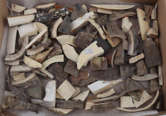 Raw mammoth ivory pieces