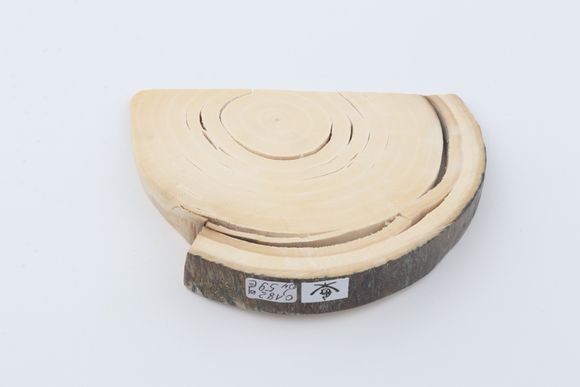 Natural mammoth ivory piece