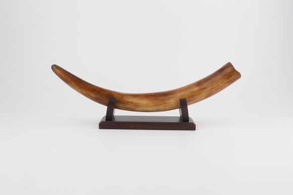 Restored woolly mammoth tusk