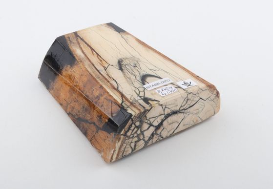 Stabilized mammoth ivory slab