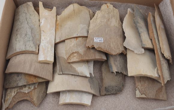 Raw mammoth ivory pieces