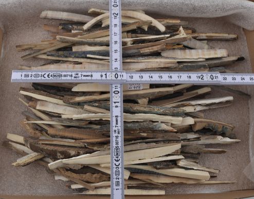 Natural mammoth ivory offcuts
