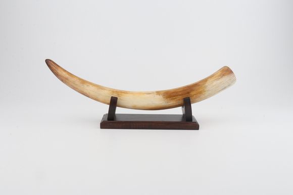 Restored mammoth tusk