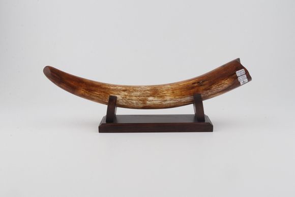 Restored woolly mammoth tusk