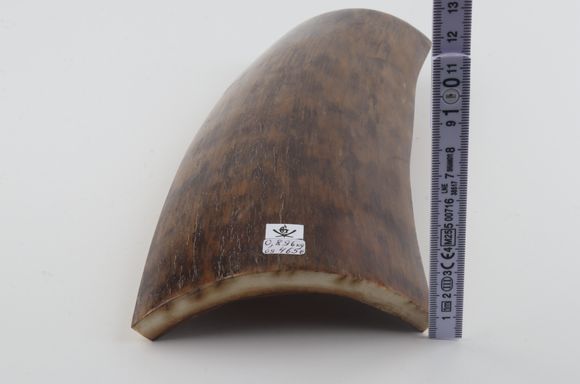 Brown-mustard mammoth bark