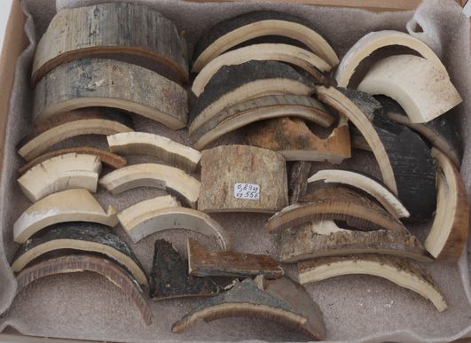 Raw mammoth ivory pieces