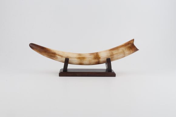 Restored woolly mammoth tusk