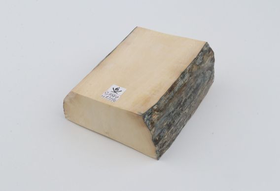White mammoth ivory segments