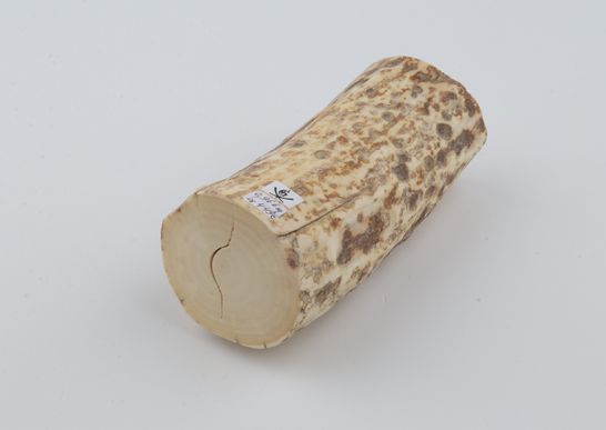 Natural mammoth ivory piece