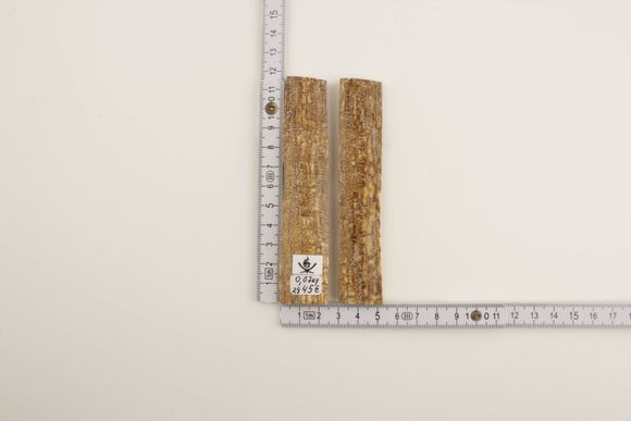 Beige-orange natural mammoth bark scales