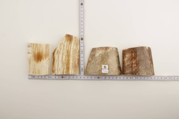 Beige-brown mammoth bark pieces