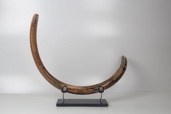 Restored woolly mammoth tusk