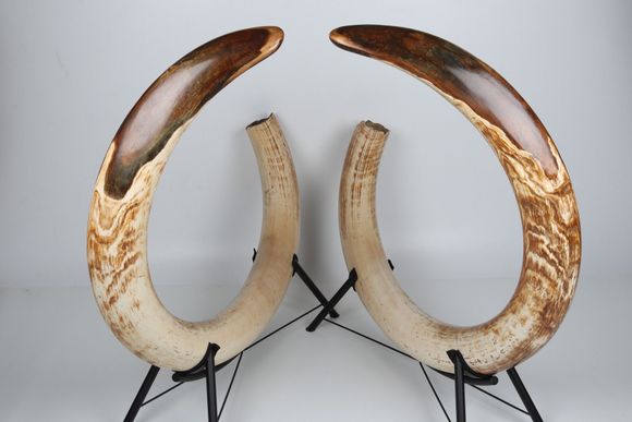 Natural woolly mammoth tusk pair