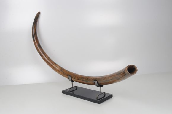 Restored woolly mammoth tusk