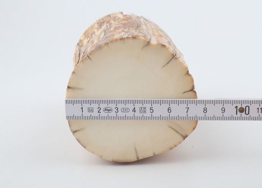 Round mammoth ivory piece