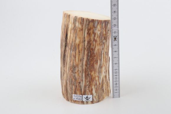 Round mammoth ivory piece