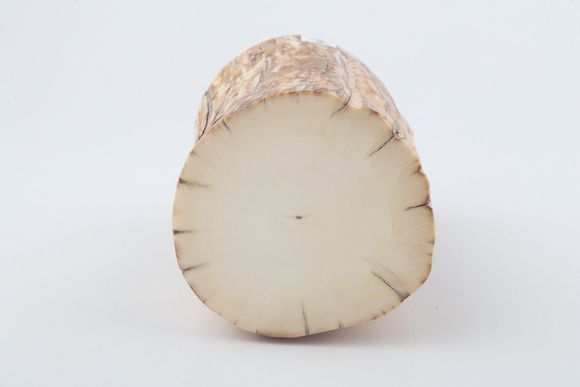 Round mammoth ivory piece