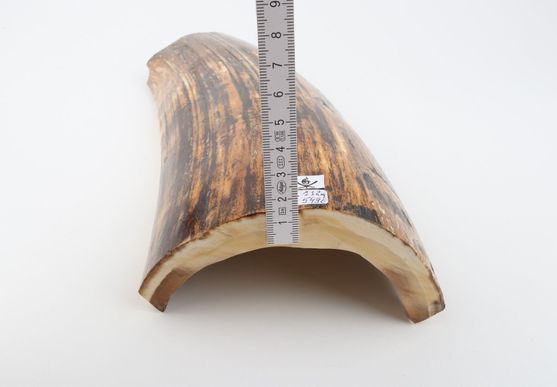 Brown-orange mammoth bark