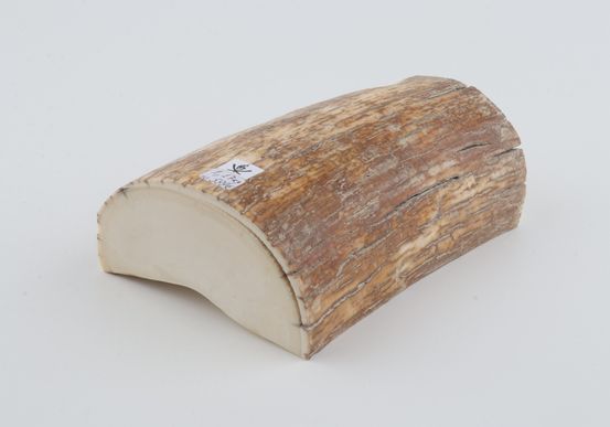 Natural mammoth tusk piece