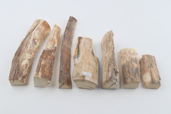 Untreated mammoth ivory pieces