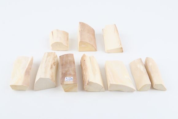 Natural mammoth ivory pieces