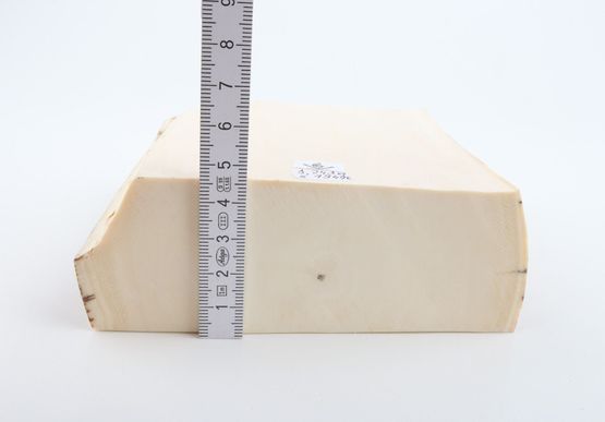 White mammoth ivory segment