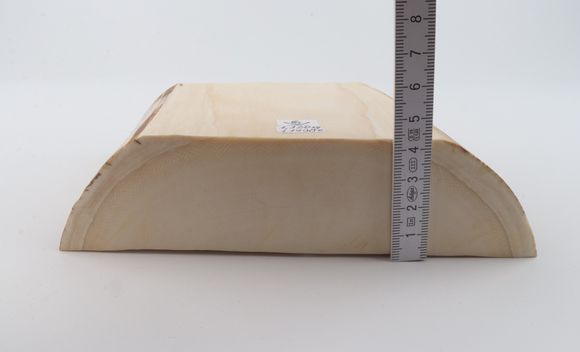 White mammoth ivory segment