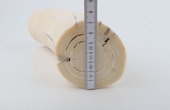 Round mammoth ivory piece