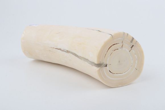 Round mammoth ivory piece