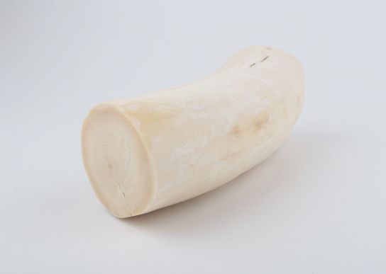 Round mammoth ivory piece