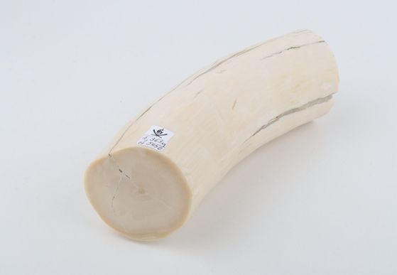 Round mammoth ivory piece