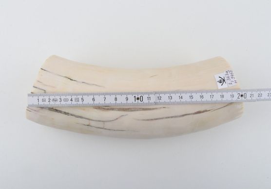 Round mammoth ivory piece