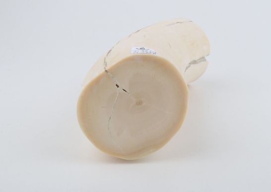 Round mammoth ivory piece