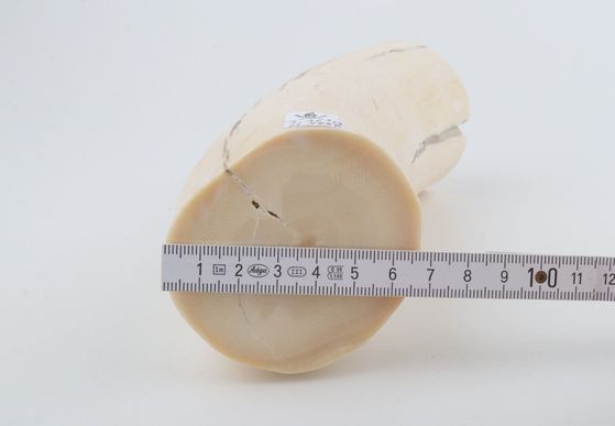 Round mammoth ivory piece