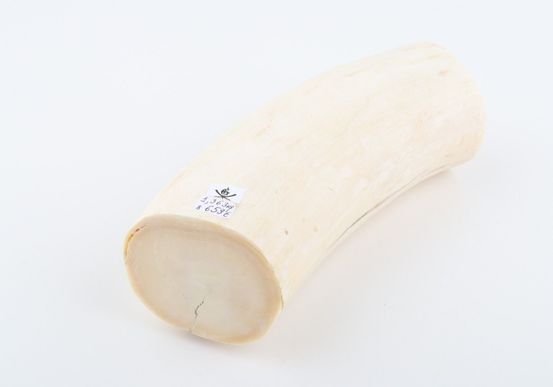 Natural mammoth tusk piece