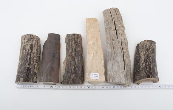 Untreated mammoth bark pieces