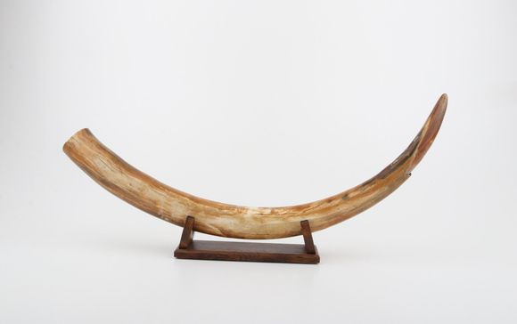 Natural mammoth tusk tip