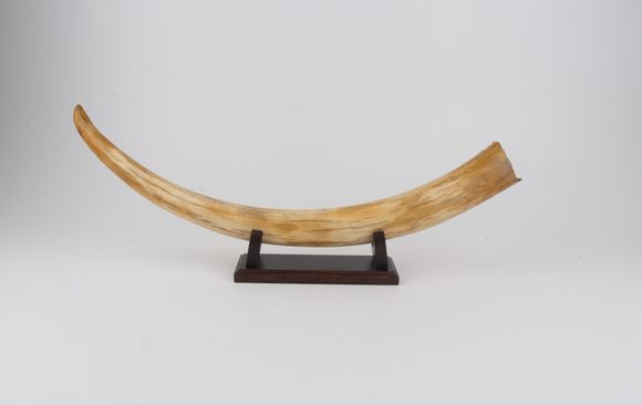 Restored woolly mammoth tusk