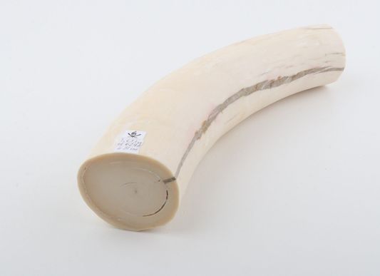 Round mammoth tusk piece