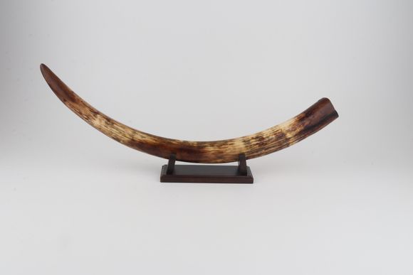 Restored woolly mammoth tusk