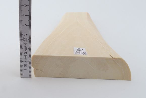 White mammoth ivory segment