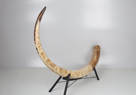 Natural mammoth tusk