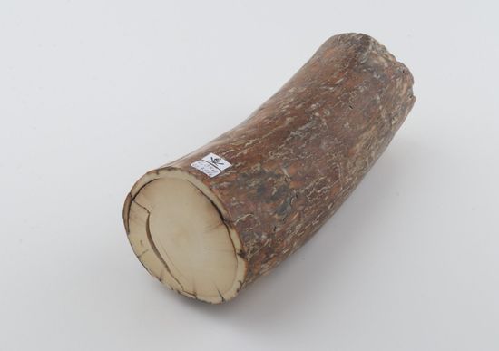 Round mammoth tusk piece