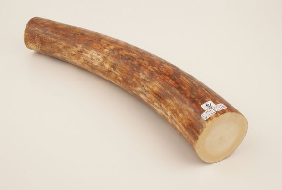 Round mammoth tusk piece